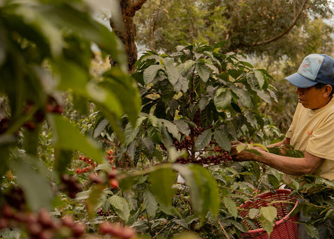 Single Origin Coffee: Exploring Our Regions